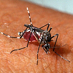 dengue